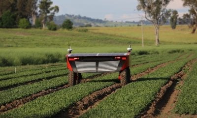 autonomous vegetable harvesting robot, Ladybird