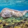 Dugongs are incredibly cute and incredibly hard to study .