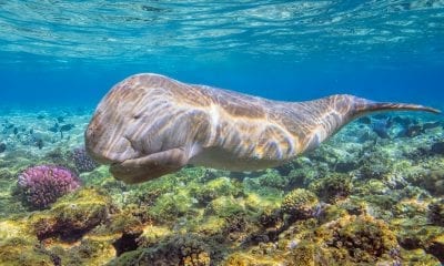 Dugongs are incredibly cute and incredibly hard to study .
