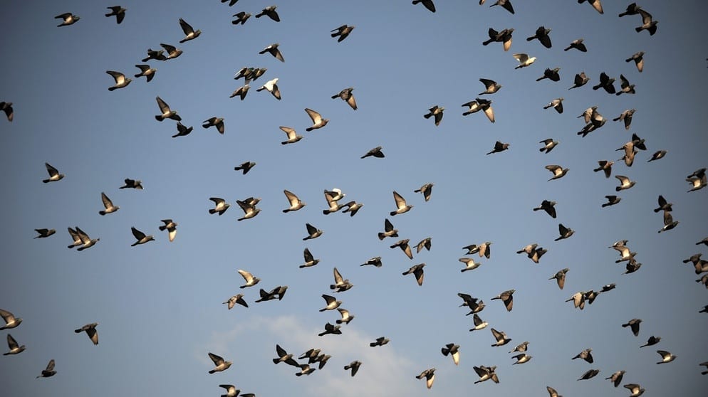 Evolutionary Algorithms to Investigate Self-Organising Swarms | Drone Below