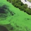 Commonly known as red tides, brown tides and green tides, blue-green algae or cyanobacteria, like Microcystis, are considered harmful algal blooms and can have severe impacts on human health, aquatic ecosystems and the economy. Credit: Bob Hogensen, Martin County, Florida