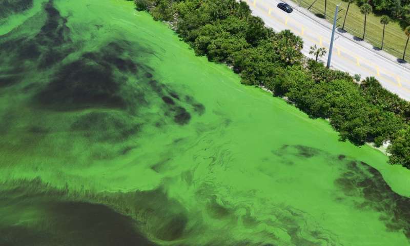 Commonly known as red tides, brown tides and green tides, blue-green algae or cyanobacteria, like Microcystis, are considered harmful algal blooms and can have severe impacts on human health, aquatic ecosystems and the economy. Credit: Bob Hogensen, Martin County, Florida