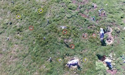 An example of an image captured at 5 m.a.s.e.: Red circles = nests that were temporarily abandoned with eggs clearly visible, blue circles = nests temporarily abandoned with nests and eggs partially visible, yellow circles = nests with apparently incubating adults. Insets show examples of close‐ups of individual birds