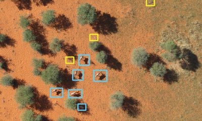 Aerial image analysed by artificial intelligence: the animals are framed in blue; yellow indicates other features of the landscape, such as bushes.