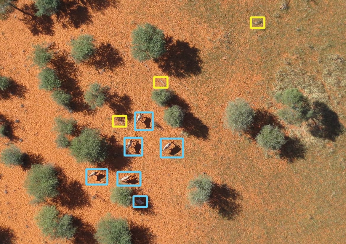 pray Gutter rendering Drones Help Count African Wildlife | Drone Below