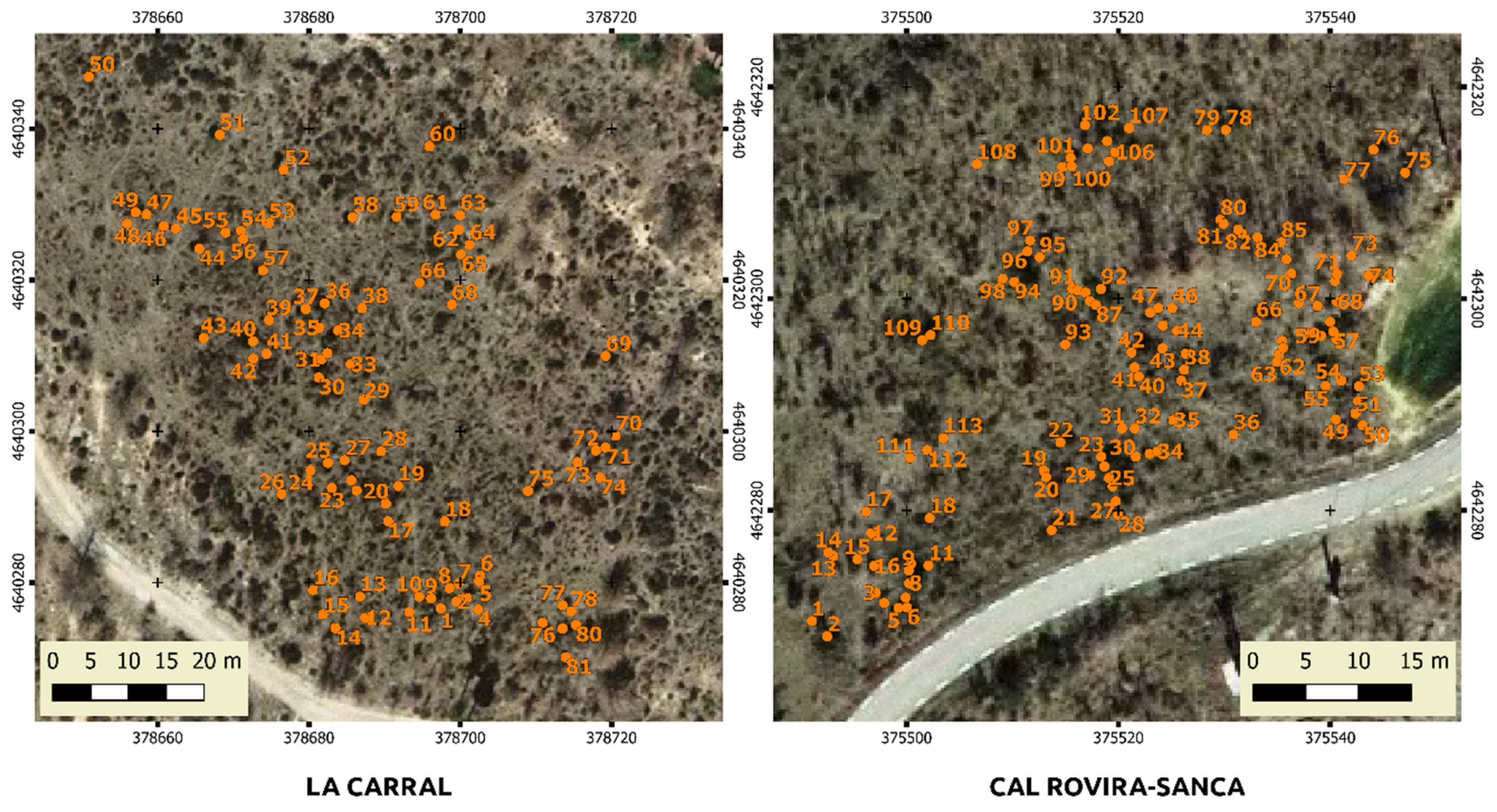 Aerial ortophotographs of both sites, with overlapped positions of all the pines found in the sampling areas.