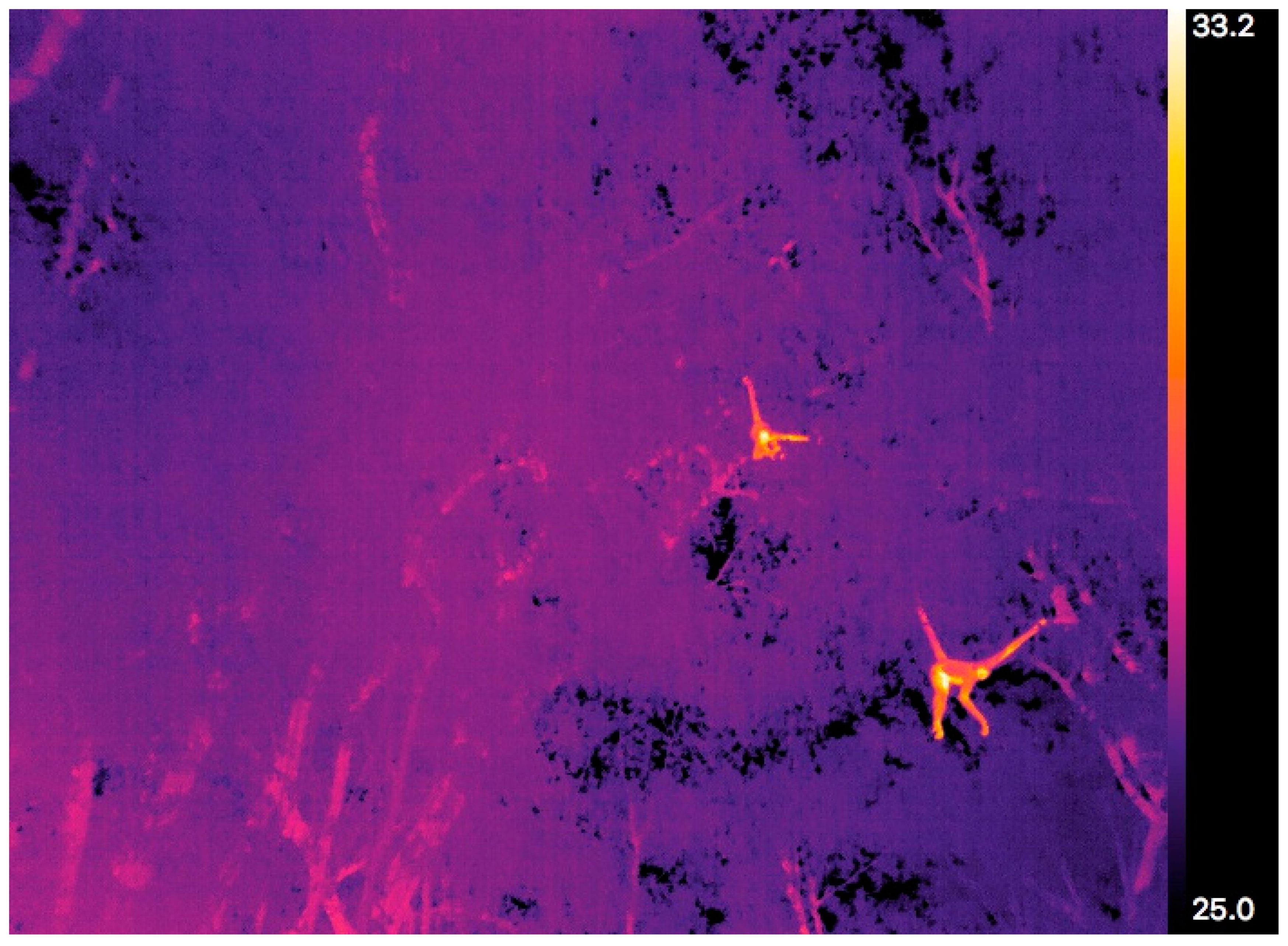 Example of preliminary ground survey data taken with the thermal camera unmounted from the drone. Two spider monkeys are visible in this figure. Temperature scale for false colour thermal image is shown on the right-hand side. Using these data, we expected the surface temperature of spider monkeys to be around 30 °C.