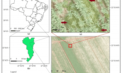 (a) Location of the study site in São Paulo State, Brazil; (b) Iracemápolis municipality and the location where the image was acquired; (c) zoom representing the infestation of Bermudagrass (highlighted with red arrows) in a sugarcane field (gramineous weed between and within crop rows); (d) red, green, and blue (RGB) unmanned aerial vehicle (UAV) image of true color composition and 2-cm spatial resolution.