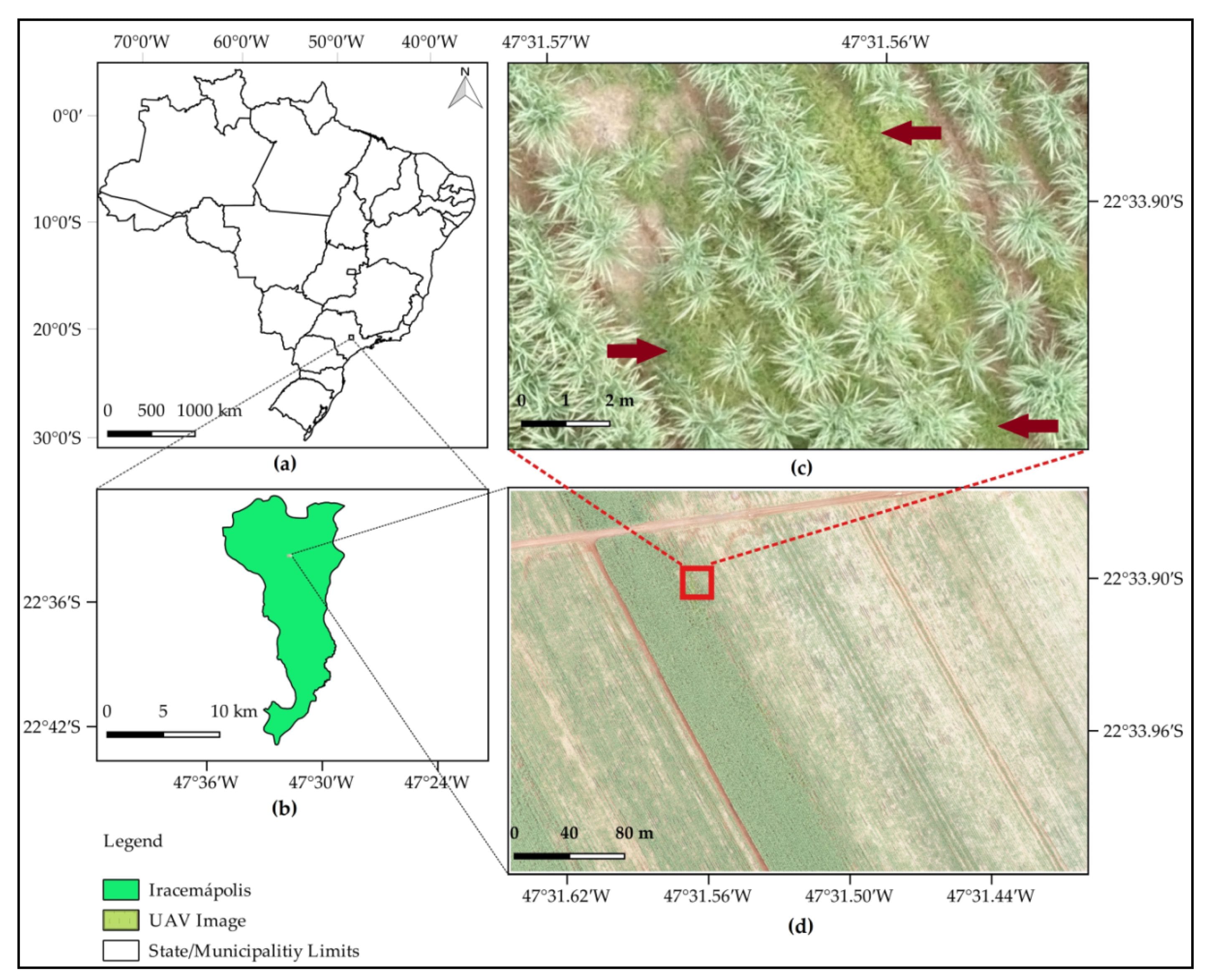 (a) Location of the study site in São Paulo State, Brazil; (b) Iracemápolis municipality and the location where the image was acquired; (c) zoom representing the infestation of Bermudagrass (highlighted with red arrows) in a sugarcane field (gramineous weed between and within crop rows); (d) red, green, and blue (RGB) unmanned aerial vehicle (UAV) image of true color composition and 2-cm spatial resolution.