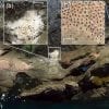 UAV orthomosaic of the chinstrap penguin (Pygoscelis antarcticus) colony at Cabo Cariz (Nelson Island): (a) showing the guano‐covered areas with occupied nests (red polygons) where individuals were counted, and (b) an area in the sublittoral zone close to the shoreline with no occupied nests where individuals were not counted.