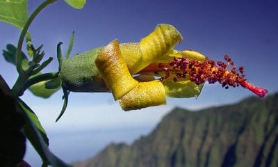 Hibiscadelphus woodii