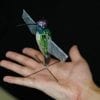 Purdue University researchers are building robotic hummingbirds that learn from computer simulations how to fly like a real hummingbird does. The robot is encased in a decorative shell. Credit Purdue University photo/Jared Pike