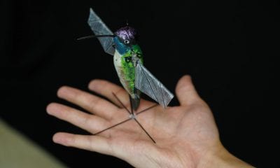 Purdue University researchers are building robotic hummingbirds that learn from computer simulations how to fly like a real hummingbird does. The robot is encased in a decorative shell. Credit Purdue University photo/Jared Pike