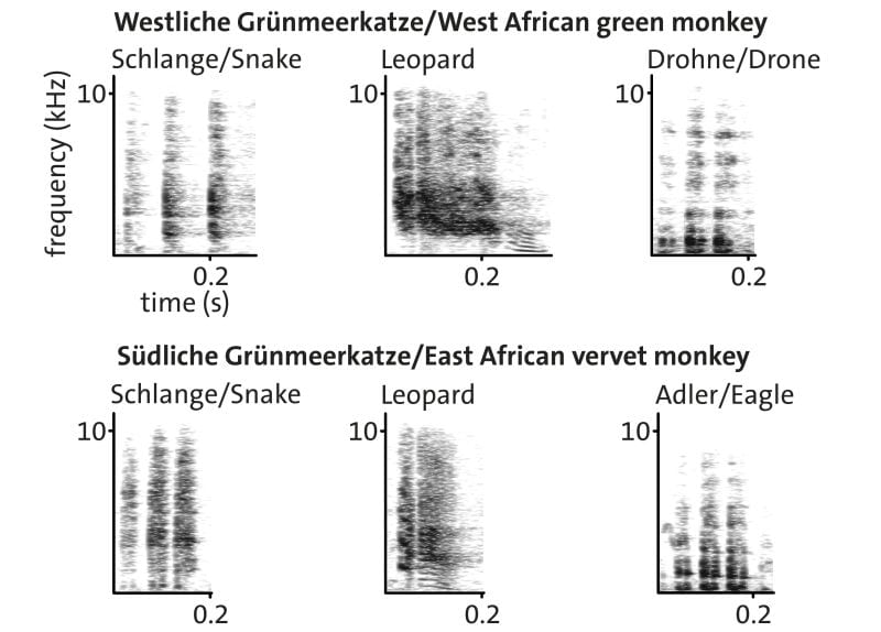 Spectrograms showing alarm calls that female West African green monkeys (above) and female East African vervet monkeys (below) emit in response to predators. It becomes clear that the "drone calls" of West African green monkeys resemble the "eagle calls" of East Afrcian vervet monkeys. Picture: Julia Fischer
