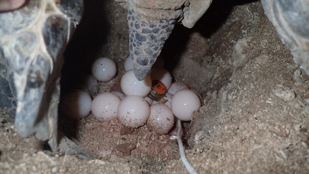 As a female green turtle lays a clutch of eggs, scientists add a tiny data logger to monitor the nest temperature throughout incubation. These data allow scientists to predict how many male and female hatchlings are produced based on the temperatures recorded during the second trimester of incubation. Credit - NOAA Fisheries USFWS Permit #: TE-72088A-2